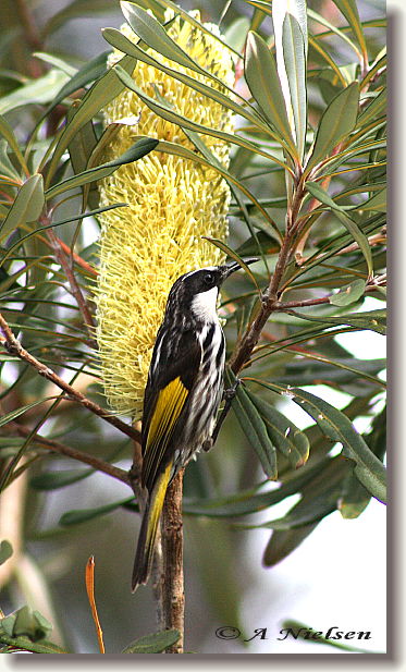 Cooloola Nature - Mackay Tourism 11