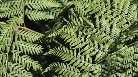 Glenrock State Conservation Area - Mackay Tourism 3