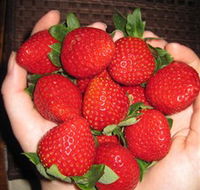 The Strawberry Farm - Mackay Tourism