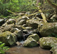 Booyong walking track - Mackay Tourism