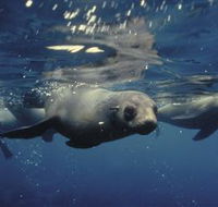 Wilsons Promontory Marine National Park - Mackay Tourism