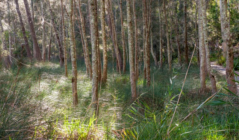 Myola NSW Mackay Tourism