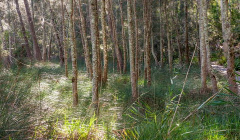 Anabranch Loop Track - Mackay Tourism 0