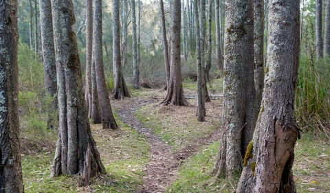 Anabranch Loop Track - Mackay Tourism 1