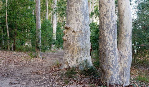 Delta Track - Mackay Tourism 3