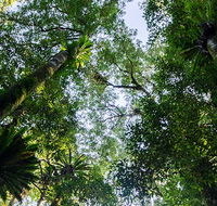 Botanic walk - Mackay Tourism