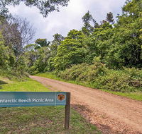 Antarctic Beech picnic area - Mackay Tourism