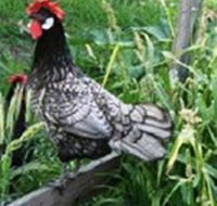 Merry Maidens Veggies - Mackay Tourism
