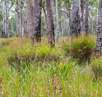 Narrawallee Inlet walking track - Mackay Tourism