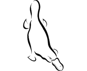 Platypus Gallery - Mackay Tourism 0