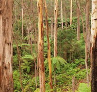 Cycle Mogo State Forest - Mackay Tourism