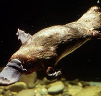 Platypus Pool - Mackay Tourism