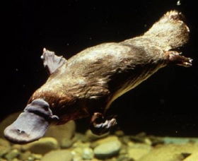 Platypus Pool - Mackay Tourism 0