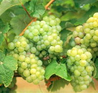 Red Tail Wines - Mackay Tourism