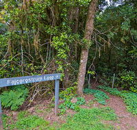 Falcorostrum loop walking track - Mackay Tourism