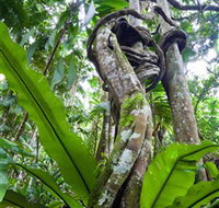 Tamborine Rainforest Skywalk - Mackay Tourism