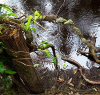Mogo Bushwalk - Mackay Tourism