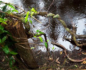 Mogo Bushwalk - Mackay Tourism 0