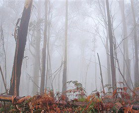 Mogo Bushwalk - Mackay Tourism 1