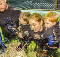 Irukandji Shark and Ray Encounters - Mackay Tourism