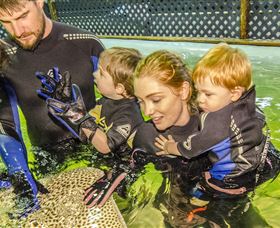 Irukandji Shark And Ray Encounters - Mackay Tourism 0