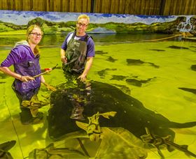 Irukandji Shark And Ray Encounters - Mackay Tourism 3