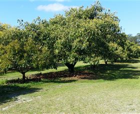 The Avocado Farm - Mackay Tourism 1