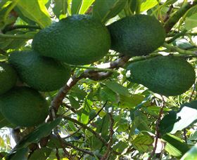 The Avocado Farm - Mackay Tourism 6