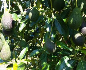 The Avocado Farm - Mackay Tourism 7