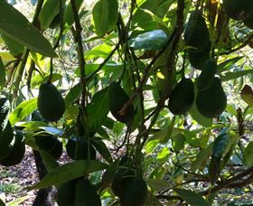 The Avocado Farm - Mackay Tourism 5
