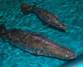 Cookabarra Restaurant And Function Centre - Tailor Made Fish Farms - Mackay Tourism 7