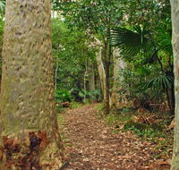 Depot Beach Rainforest walk - Mackay Tourism