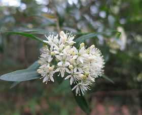 Booderee National Park Botanic Gardens - Mackay Tourism 1