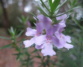 Booderee National Park Botanic Gardens - Mackay Tourism 5
