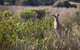 Murramarang Aboriginal Area Walking Track - thumb 0