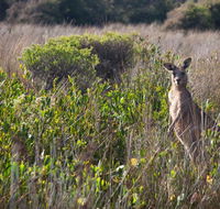 Murramarang Aboriginal Area walking track - Mackay Tourism