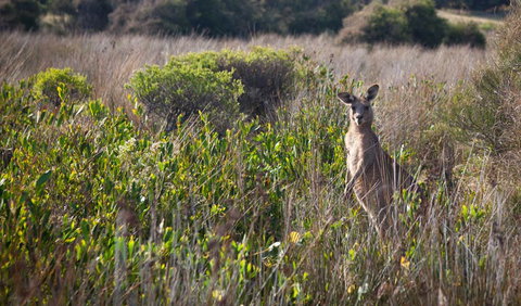 Murramarang Aboriginal Area Walking Track - Mackay Tourism 0