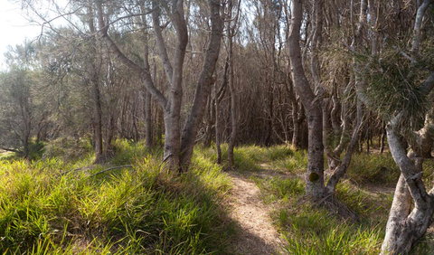 Murramarang Aboriginal Area Walking Track - Mackay Tourism 1
