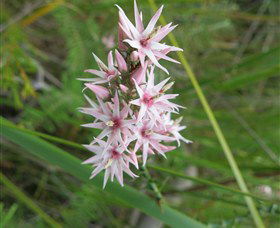 Booderee National Park: Green Patch And Telegraph Creek Walking Tracks - Mackay Tourism 5