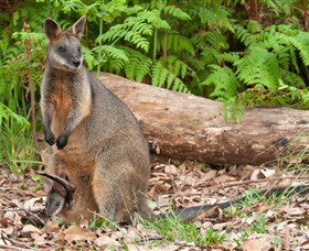 Booderee National Park: Green Patch And Telegraph Creek Walking Tracks - Mackay Tourism 7