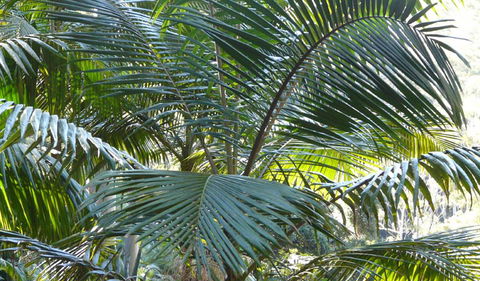 Bangalore Falls Walking Track - Mackay Tourism 0