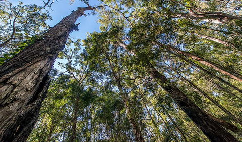 Brimbin Nature Reserve - Mackay Tourism 3