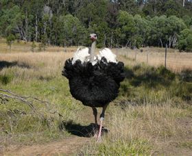Glen Ian Ostrich And Emu Farm - Mackay Tourism 1
