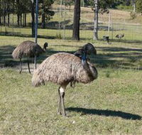 Glen Ian Ostrich and Emu Farm - Mackay Tourism