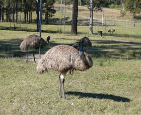 Glen Ian Ostrich And Emu Farm - Mackay Tourism 0
