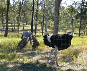 Glen Ian Ostrich And Emu Farm - Mackay Tourism 2