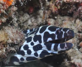 Curtain Artificial Reef Dive Site - Mackay Tourism 2
