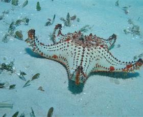 The Pines Dive Site - Mackay Tourism 0