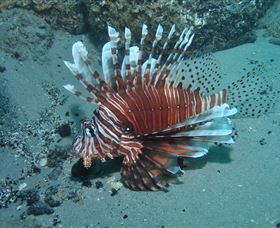 The Pines Dive Site - Mackay Tourism 1
