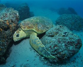 The Pines Dive Site - Mackay Tourism 3
